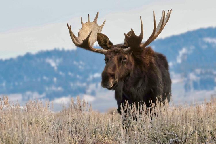 New Brunswick Moose Adventure | Mud to Moose