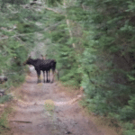 What Is an ATV Tour in New Brunswick Really Like? | Mud to Moose