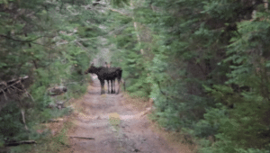 Wild moose encountered during a Mud to Moose Trail Adventures experience in New Brunswick